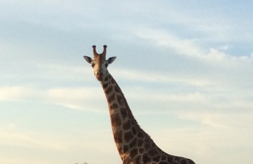 Giraffes of Uganda